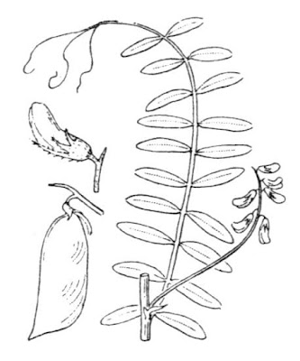 European vetch European vetch