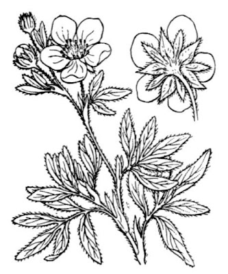 Gew�hnlicher Fingerstrauch