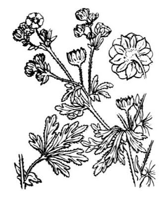 Argentea Argentea