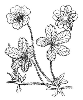 Kriechendes Fingerkraut