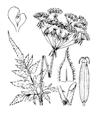 Golden-chervil