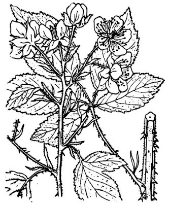Blackberry Blackberry
