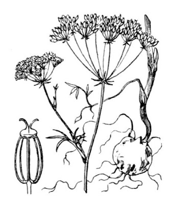 Erdkastanie