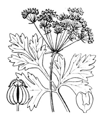 Bladderseed Bladderseed