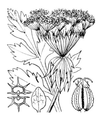 Cicutina austriaca Cicutina austriaca