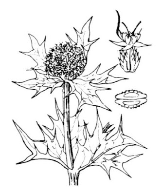 Calcatreppola marittima