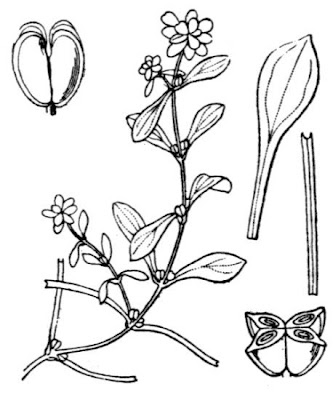 Vernal water-starwort