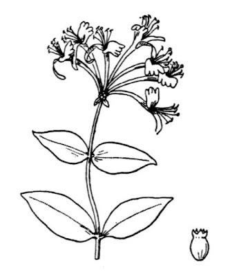 Lonicera periclymenum L.