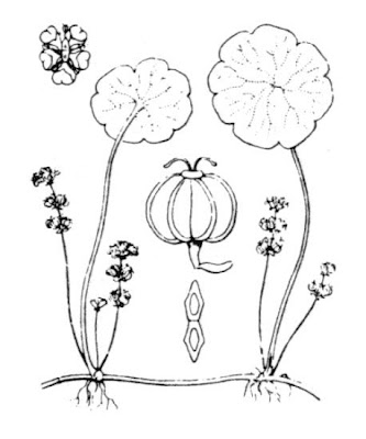 Gewöhnlicher Wassernabel Gewöhnlicher Wassernabel