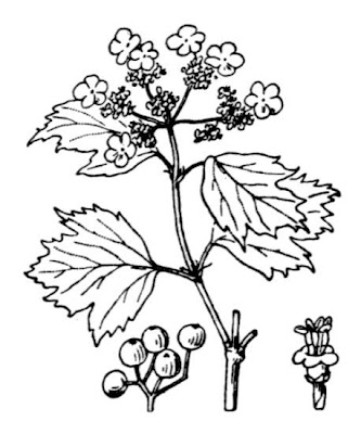 European cranberrybush European cranberrybush