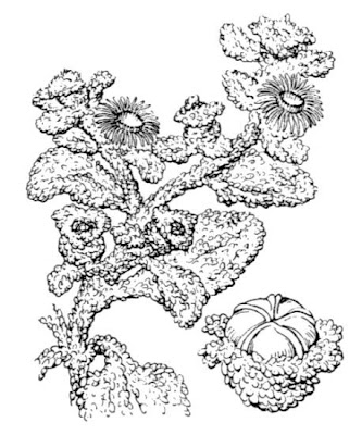 Eiskraut