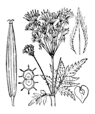 Anise Anise