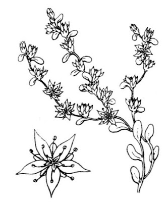 Annual stonecrop Annual stonecrop