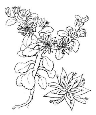Borracina spinosa Borracina spinosa