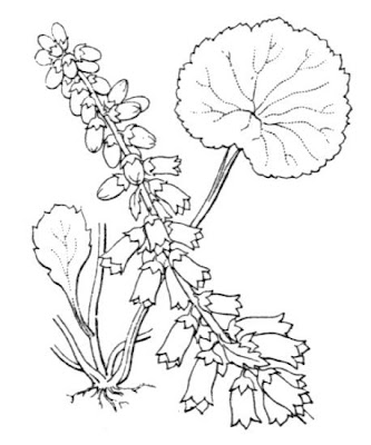 Umbilicus rupestris,
navelwort,
Ombelico di Venere comune,
pennywort,
Wall Pennywort
