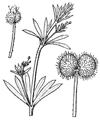 Goose-grass