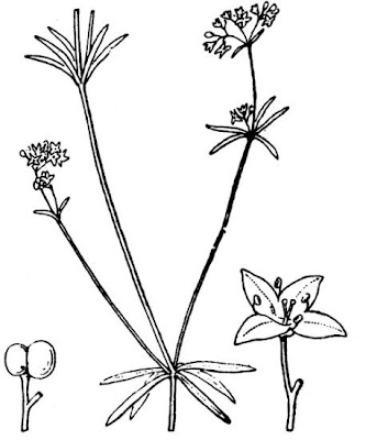 Galium debile Desv.