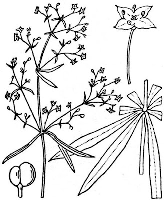 Caglio aristato Caglio aristato