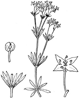 Galium anisophyllon,
Caglio alpino