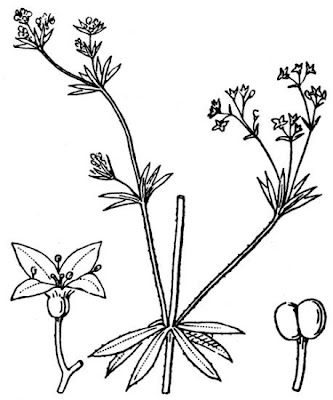 Fen bedstraw Fen bedstraw