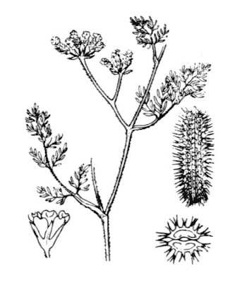 Bristlefruit hedgeparsley Bristlefruit hedgeparsley