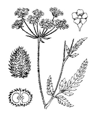 Cerefólio-de-cerca Cerefólio-de-cerca
