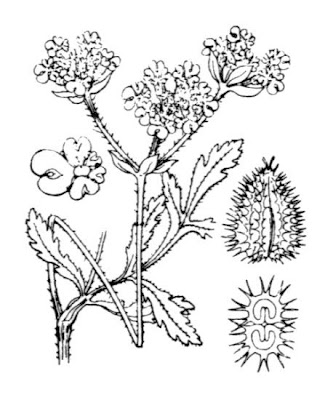 Lappola maggiore