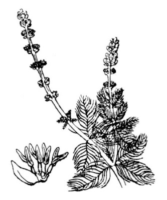 Myriophylle en epi