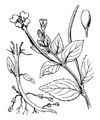 Chickweed Willowherb Chickweed Willowherb