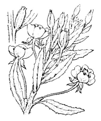 Enagra a fiore piccolo