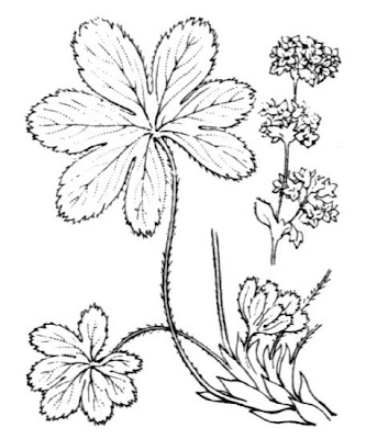 Alchemilla conjuncta,
Silver Lady's Mantle,
silver lady's-mantle