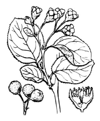 Cotoneaster tomentosus,
,
filzige Zwergmispel