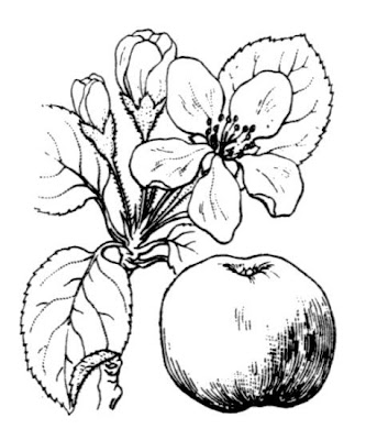 Crab apple Crab apple