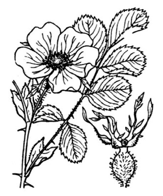 Berg-Rose Berg-Rose