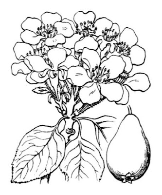 Common pear Common pear