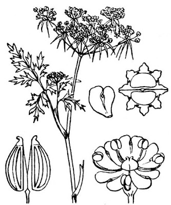 Cicuta aglina Cicuta aglina