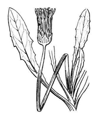 Narrow Leaved Marsh Dandelion