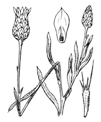 Xeranthemum inapertum,
Perpetuini mezzani,
Xeranthemum