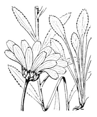 Daisy-chrysanthemum Daisy-chrysanthemum