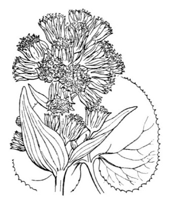 Farfaraccio vaniglione