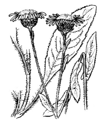 Incensaria odorosa