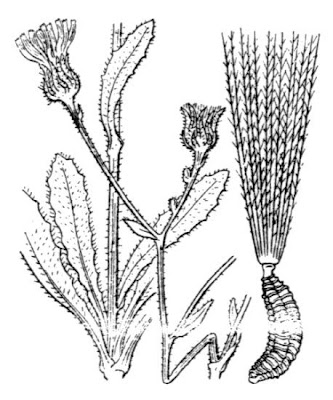 Aspraggine altissima Aspraggine altissima
