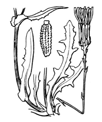 Grattalingua comune