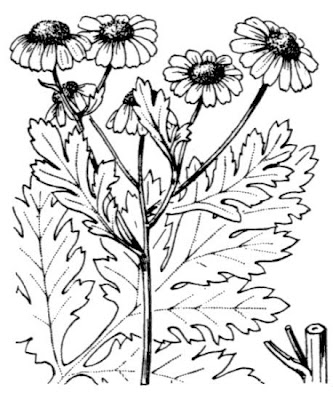 Erba-amara vera