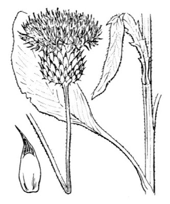 Klasea nudicaulis,
Cerretta maggiore