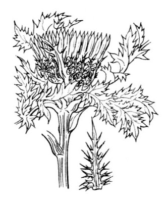 Carlina bianca Carlina bianca