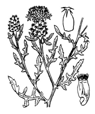 Centaurea aspera L.