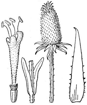 Cardo Cardo