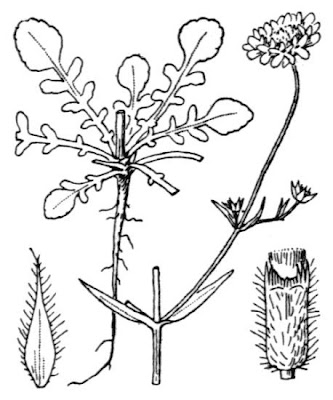 Knautia integrifolia subsp. integrifolia