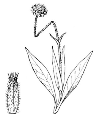Knautia godetii